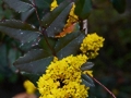 Mahonia aquifolium IMG_9351 Mahonia pospolita